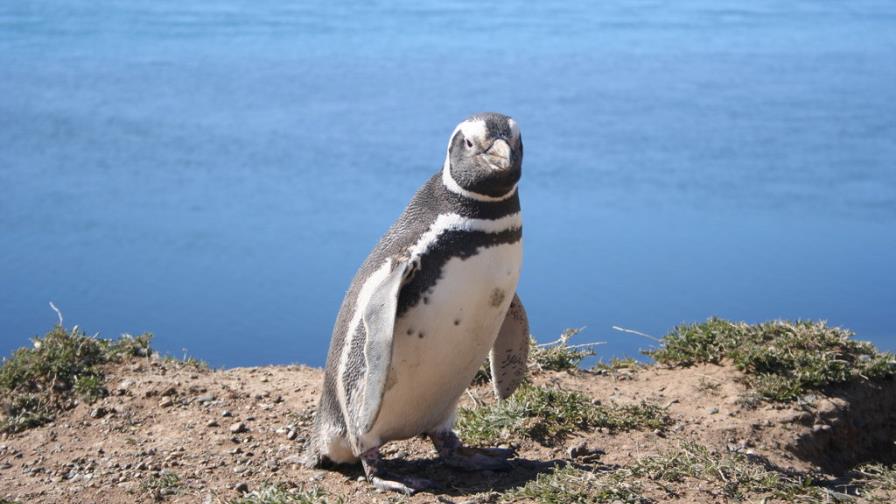 Los pingüinos de Magallanes, amenazados por el cambio climático Los pingüinos de Magallanes, amenazados por el cambio climático