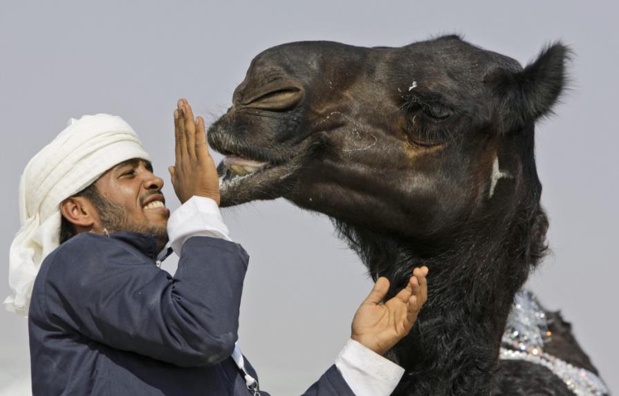 Estudio: Camellos contagian el MERS