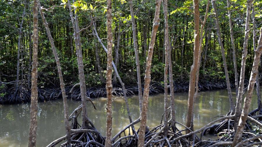 Nace primera red de ecología tropical de España con más de 50 investigadores