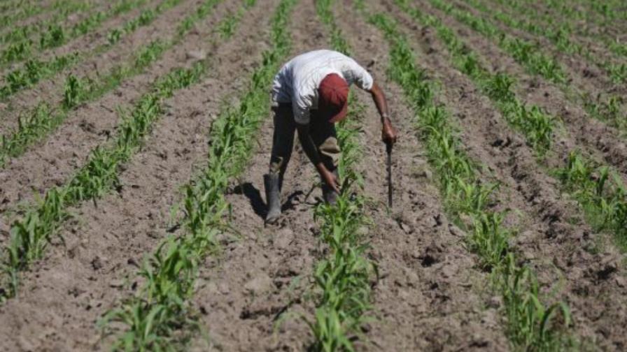 La FAO llama a preservar mayores reservas de tierra cultivable AL