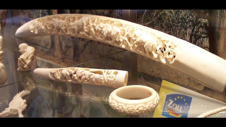 Zimbabue asegura que necesita vender marfil para conservar el medio ambiente