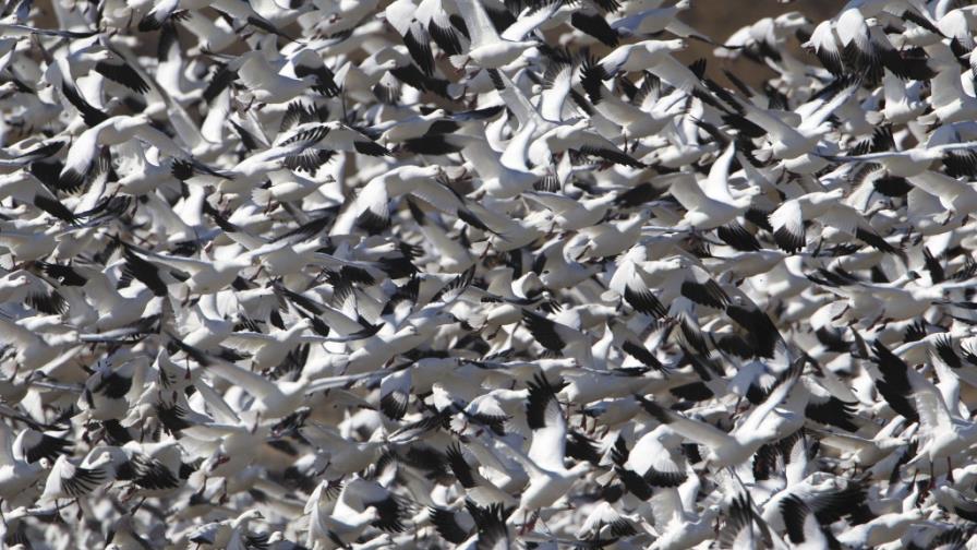 Imágenes salvajes: Ganso blanco Imágenes salvajes: Ganso blanco