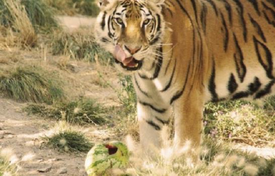 Tigres y rinocerontes preciados como símbolo de ostentación de riqueza