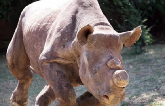 Tigres y rinocerontes preciados como símbolo de ostentación de riqueza