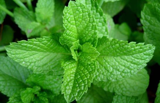 Aromas que sanan: guía de las hierbas saludables Aromas que sanan: guía de las hierbas saludables