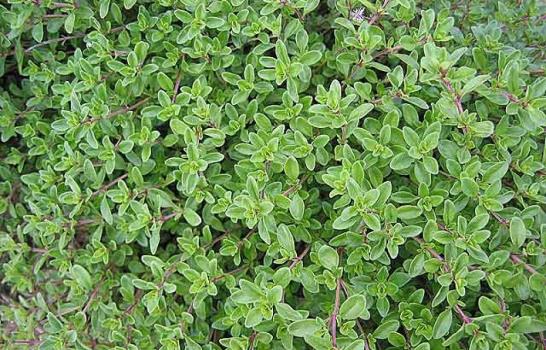 Aromas que sanan: guía de las hierbas saludables Aromas que sanan: guía de las hierbas saludables