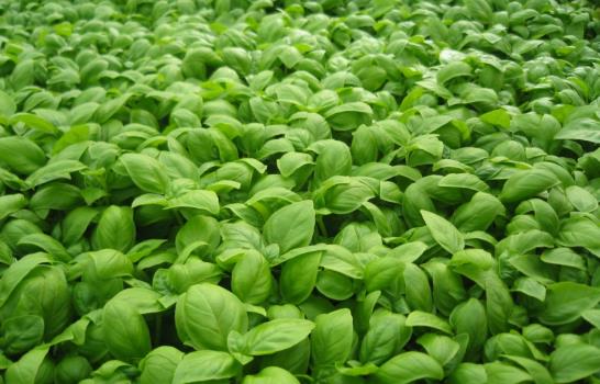 Aromas que sanan: guía de las hierbas saludables Aromas que sanan: guía de las hierbas saludables