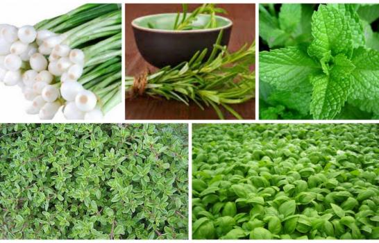 Aromas que sanan: guía de las hierbas saludables Aromas que sanan: guía de las hierbas saludables