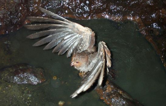 Cuevas del norte de Perú esconden entierros, peces ciegos y aves cavernícolas