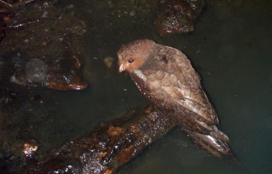 Cuevas del norte de Perú esconden entierros, peces ciegos y aves cavernícolas