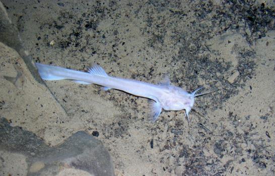 Cuevas del norte de Perú esconden entierros, peces ciegos y aves cavernícolas