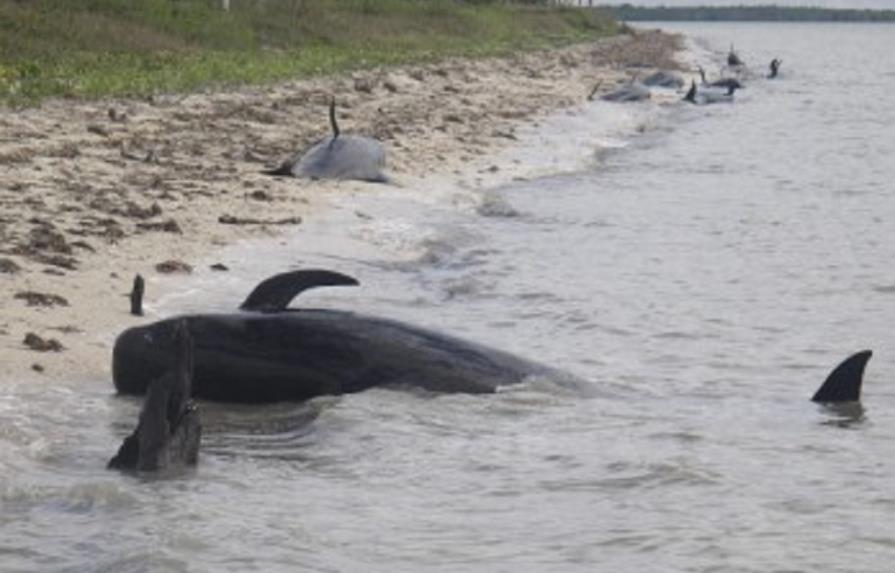 Mueren 39 ballenas piloto tras quedarse varadas en una playa de Nueva Zelanda