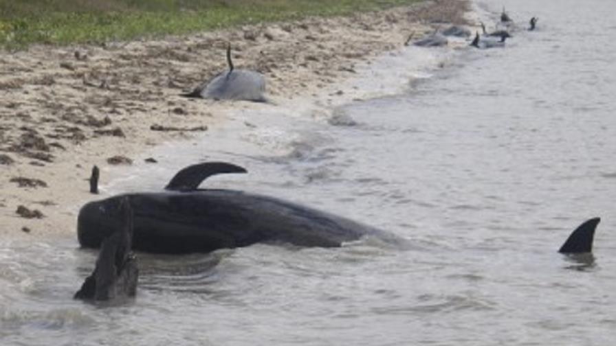 Mueren 39 ballenas piloto tras quedarse varadas en una playa de Nueva Zelanda Mueren 39 ballenas piloto tras quedarse varadas en una playa de Nueva Zelanda