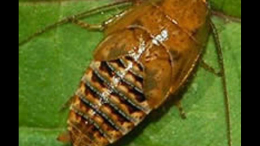 Encuentran en América una cucaracha antigua que se creía del Viejo Mundo