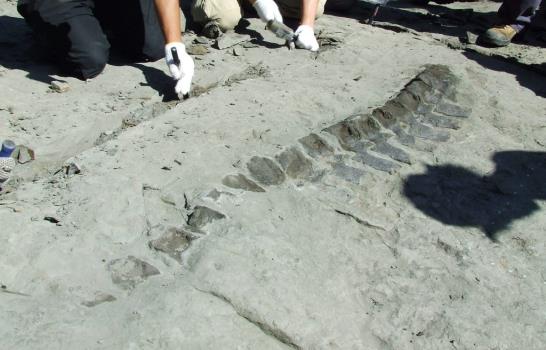 Investigadores chilenos descubren un nuevo tipo de plesiosaurio