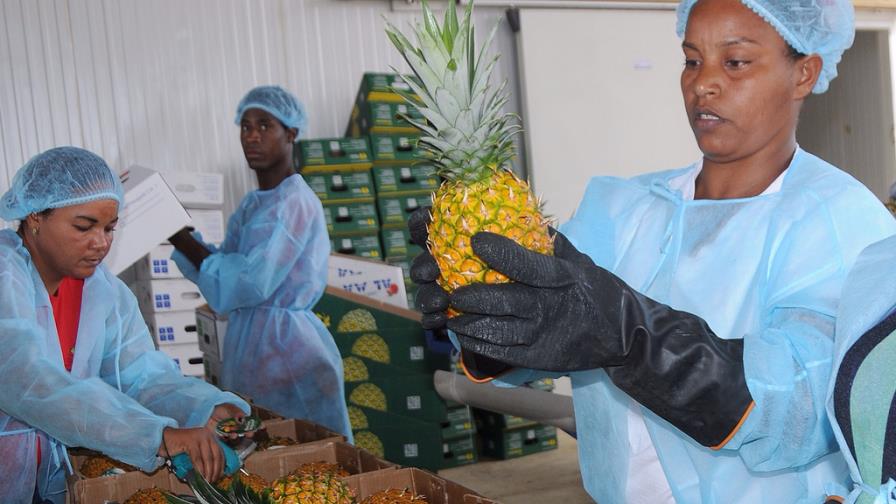 Piñas dominicanas llegan a Italia