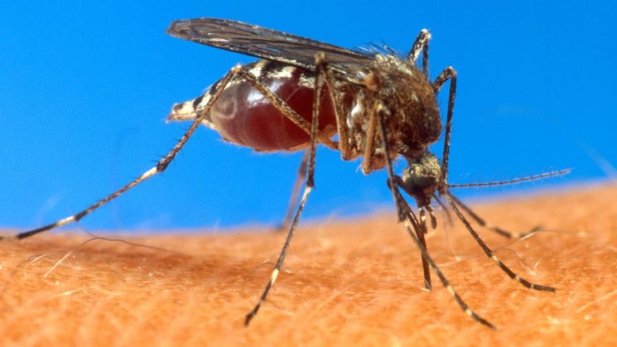 Confirman 14 casos del virus chikungunya en Haití