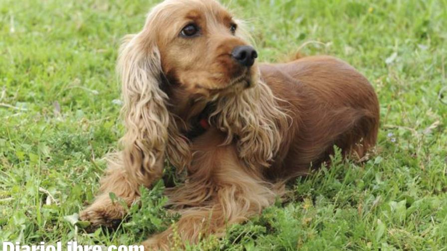Mal olor en los oídos de un cocker