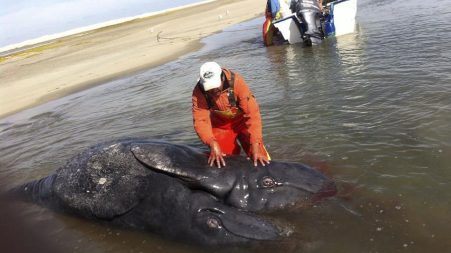 Hallan en México dos crías de ballena gris unidas por el vientre Hallan en México dos crías de ballena gris unidas por el vientre