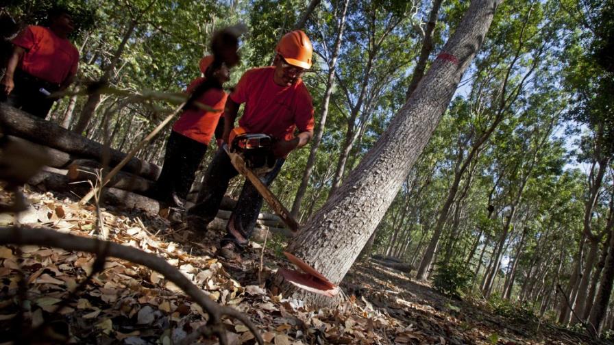 Realizan en Nicaragua primera cosecha de madera cultivada