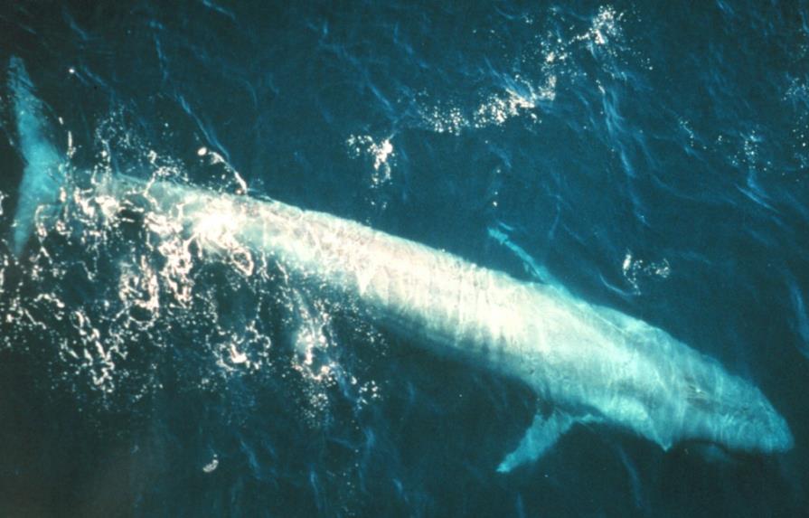 Sube población de ballena azul cerca de California