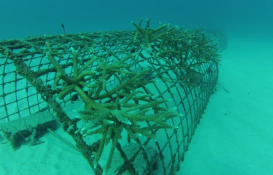 EGE Haina auspicia la instalación de viveros de corales en Pedernales junto a Reef Check