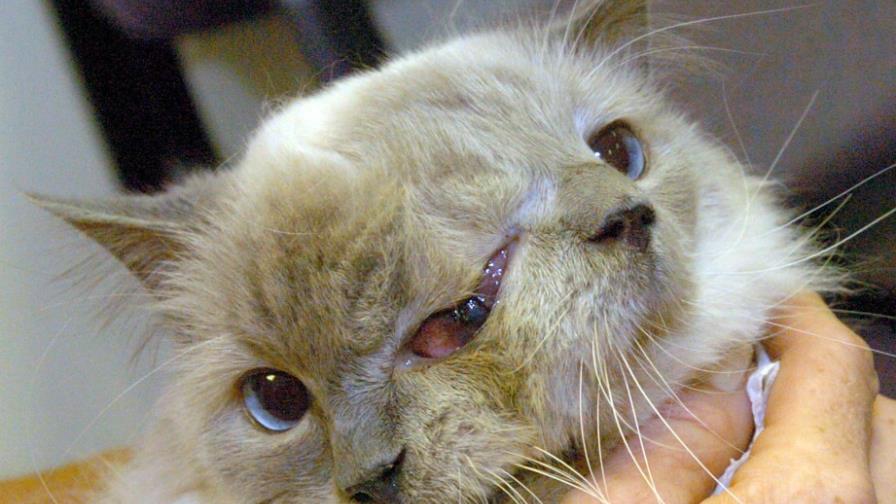 Muere gato de dos caras a los 15 años