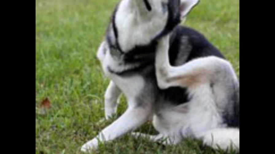 Su mascota tiene alergia Su mascota tiene alergia