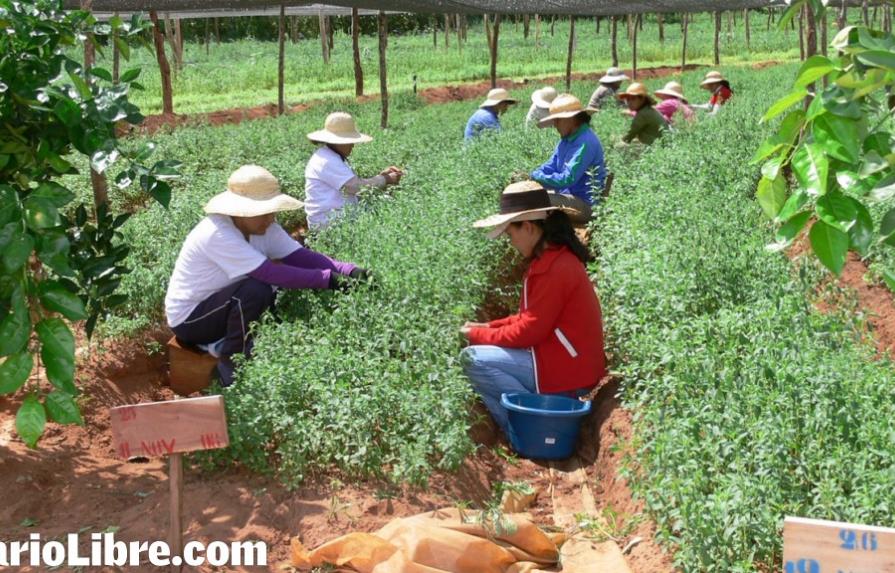La agricultura familiar suplirá el alimento escolar en Monte Plata