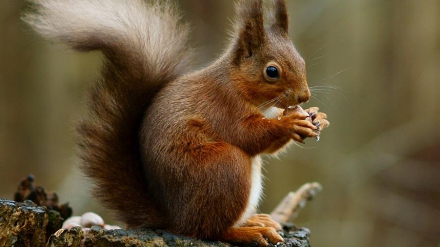 La ardilla roja hace las paces con los portugueses tras 500 años de extinción