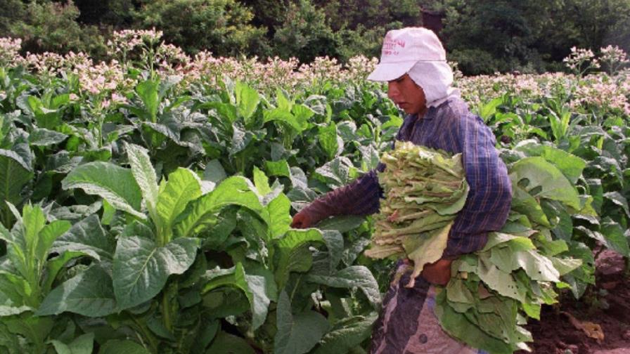 Productores inician la cosecha tabaco, sembrarán 132 mil tareas Productores inician la cosecha tabaco, sembrarán 132 mil tareas