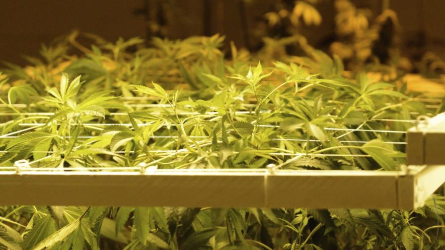 Plantación cannabis medicinal pionera en Chile cosecha críticas y alabanzas