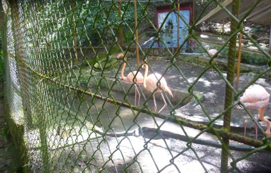 El zoológico de Moca requiere ayuda para mantener los animales
