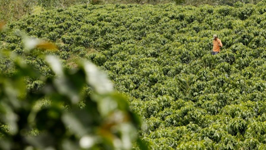 La agricultura que cuida del ecosistema es económicamente factible