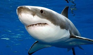 Demuestran que el calentamiento de los mares compromete a los grandes peces oce&aacute;nicos