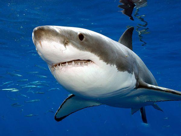 Localizan en Australia el tiburón blanco más grande de sus costas