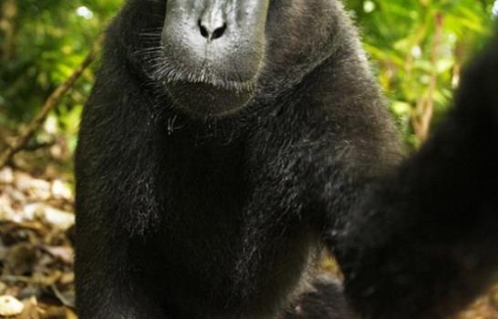 Selfies de monos crean disputa de copyright