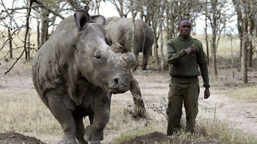 Rinoceronte blanco: seis ejemplares en el mundo al borde de la extinción Rinoceronte blanco: seis ejemplares en el mundo al borde de la extinción