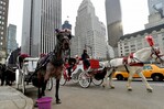 Renuevan campaña para vetar carruajes de caballos en Nueva York tras muerte de otro animal Renuevan campaña para vetar carruajes de caballos en Nueva York tras muerte de otro animal