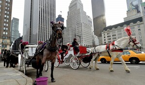 Renuevan campa&ntilde;a para vetar carruajes de caballos en Nueva York tras muerte de otro animal