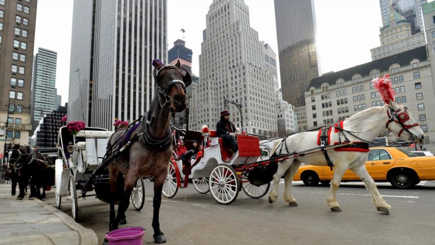 Renuevan campaña para vetar carruajes de caballos en Nueva York tras muerte de otro animal