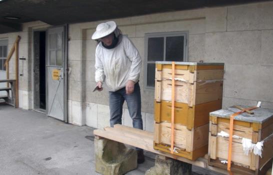 Viena se convierte en un refugio urbano para la supervivencia de las abejas