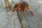 Encuentran un solenodonte en Puerto Plata
