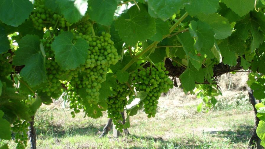 Portugal conquista el mundo con el vino verde, que no es verde pero sí único
