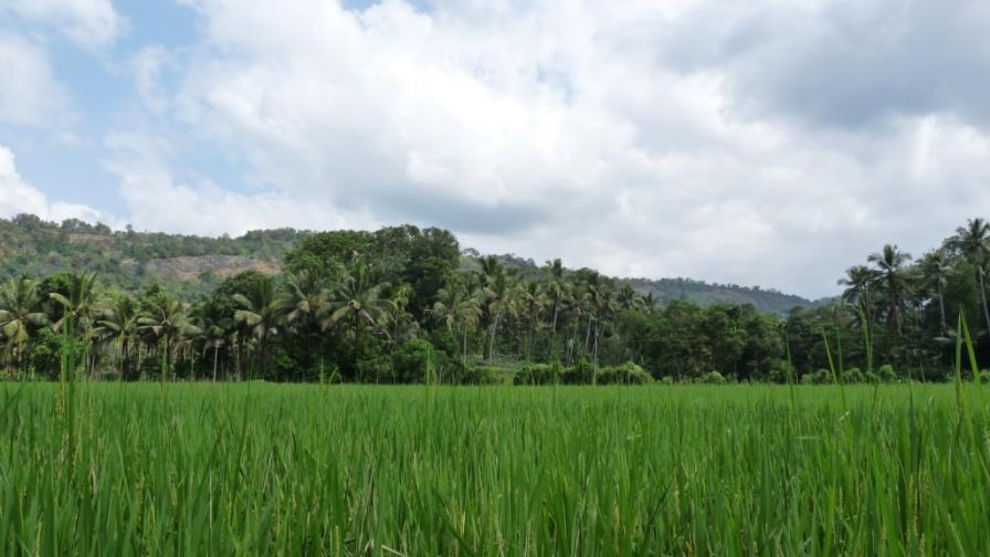 El arroz y el trigo nos hicieron como somos El arroz y el trigo nos hicieron como somos