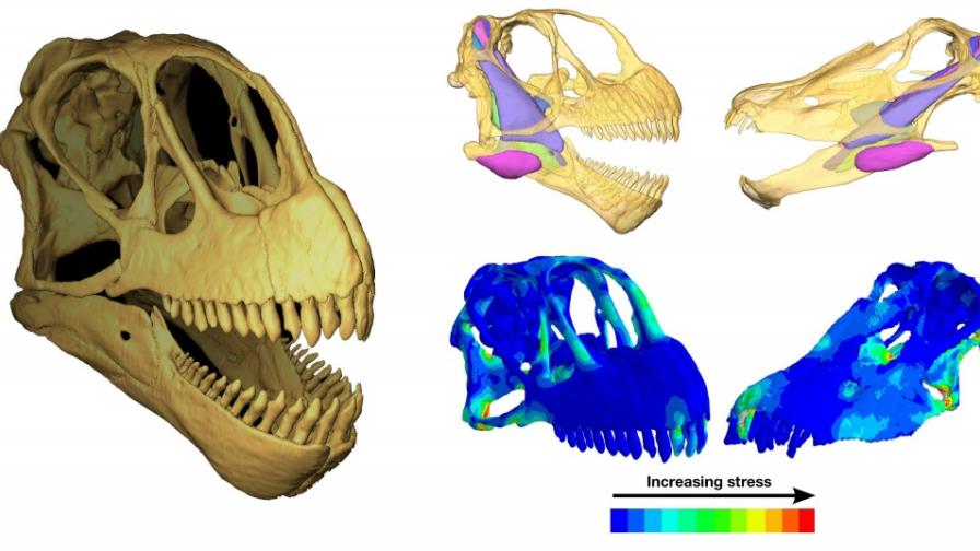 La dieta de los saurópodos explica que viviesen en ambientes desfavorables