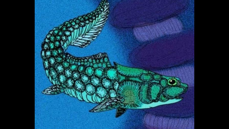 El fósil de un pez primitivo ayuda a entender la evolución de los vertebrados