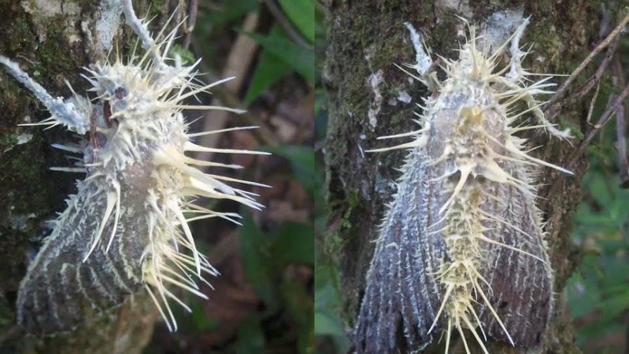 Hallan rara mariposa con espinas en el cuerpo