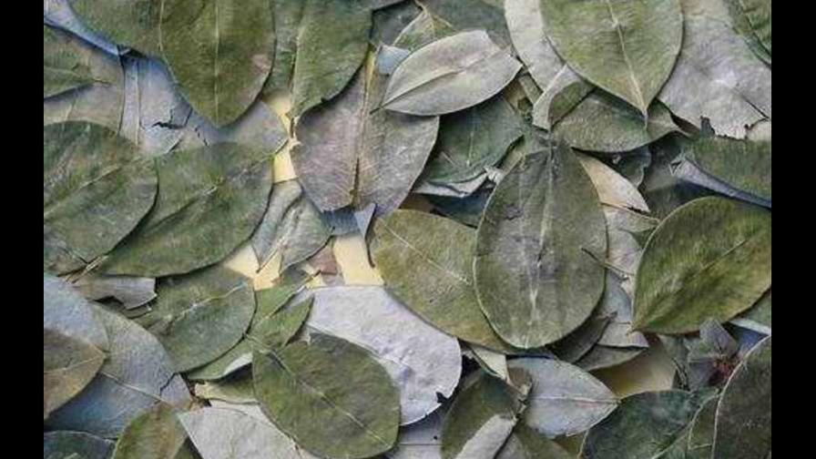 En Perú cae el cultivo de hoja de coca y sube precio de cocaína