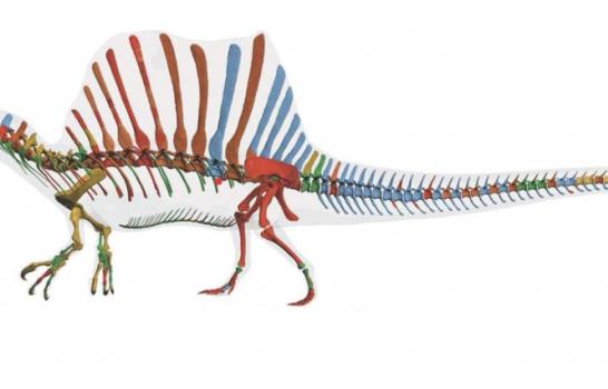 El Spinosaurus aegyptiacus, el mayor depredador del Cretácico, sabía nadar